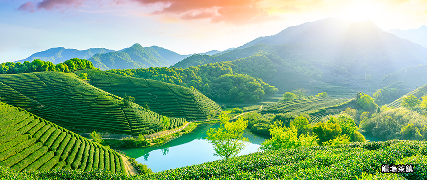龍塢茶鎮
